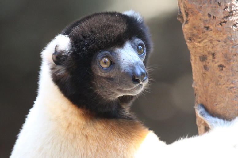 sifaka